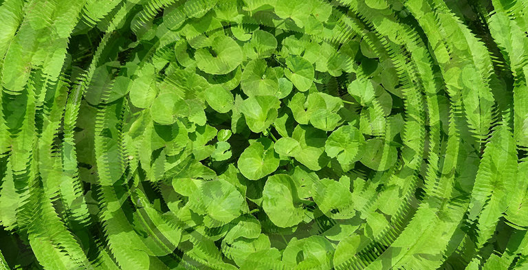 Effect of titrated extract of centella asiatica on skin repair process