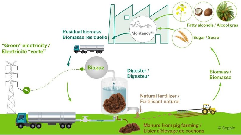 Recycling of plant biomass from the Montanov™ manufacturing process