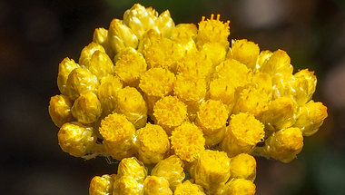 Hydrachrysum