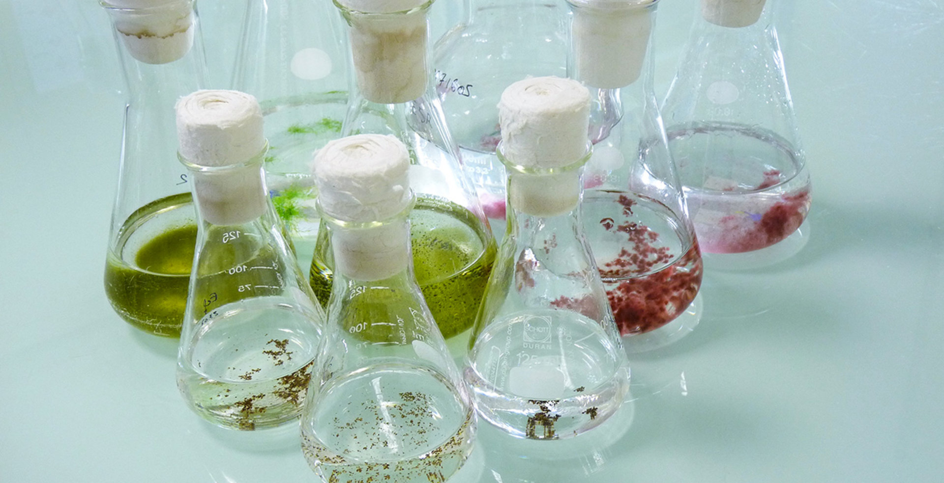 An Innovative Approach To Develop Sustainable Marine Active Ingredients From Macroalgae