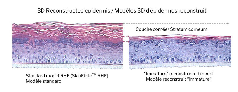 Reconstructed Epidermal Sections – Development of a new "Immature" model