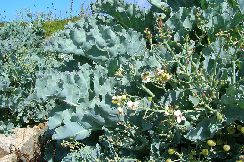 sea_kale_the_high_valued_delicacy
