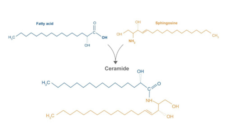 Ceramide und Sphingosine chemische Struktur