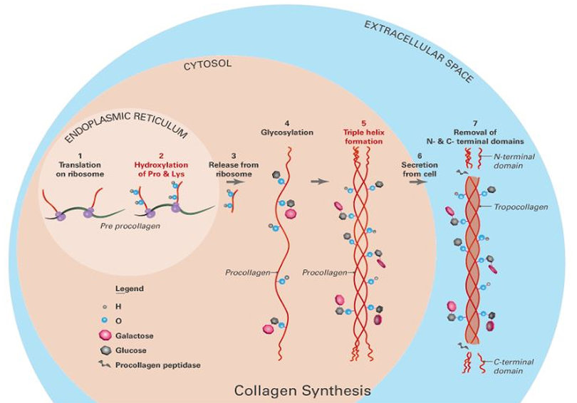Collagen synthesis