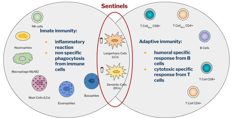 Cells skin immunity