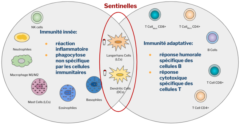 Cellules immunité peau