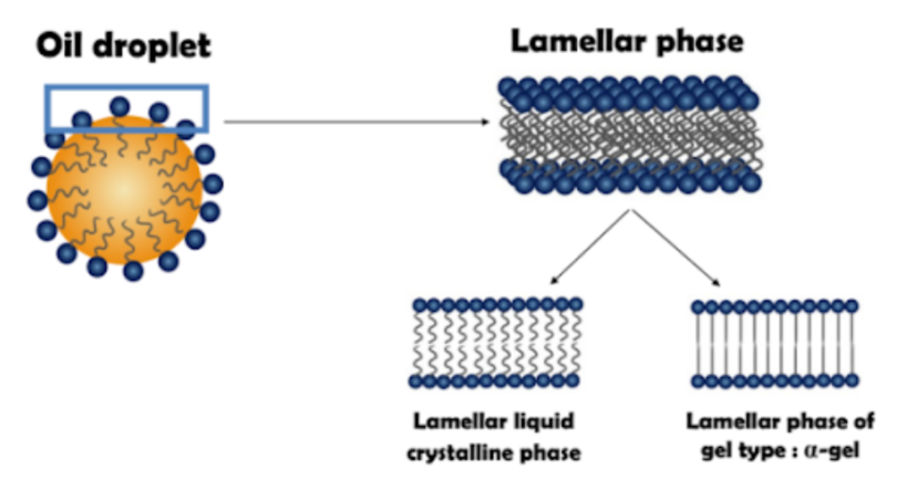 lamellar phases structure