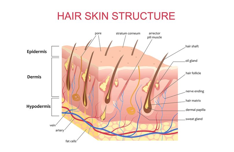 Seppic scalp stucture
