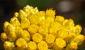 Hydrachrysum
