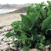 Sea Beet for Hair & Scalp Protection