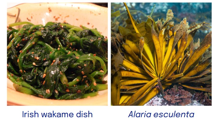 Reasons why and tips to select algae extracts for cosmetics