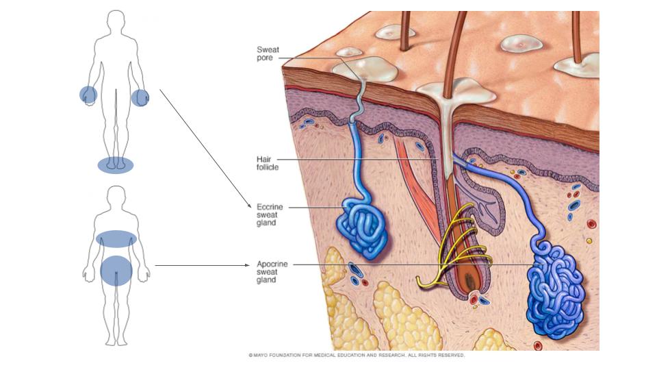 Understand the armpit anatomy and how deodorant works